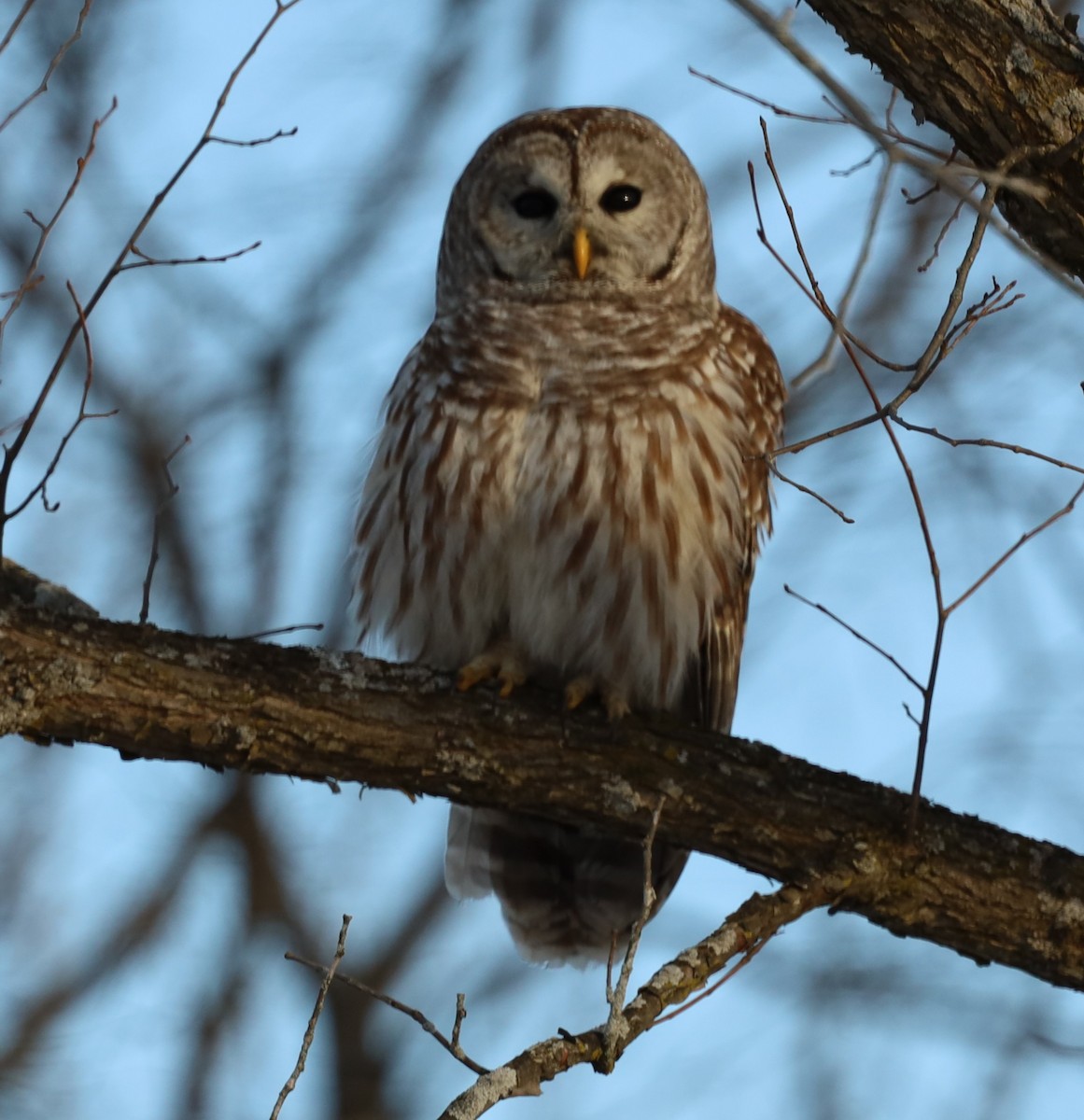 eBird Checklist 20 Dec 2022 390 Blackhouse Rd, Fort Edward USNY