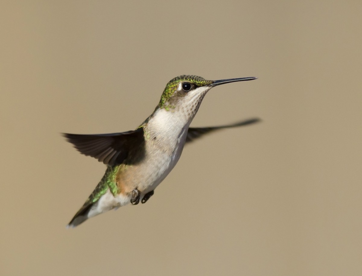 Ruby-throated Hummingbird - Alix d'Entremont