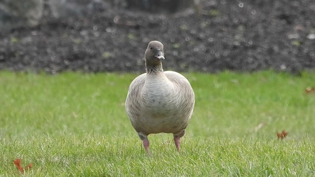 Pink-footed Goose - ML515047311