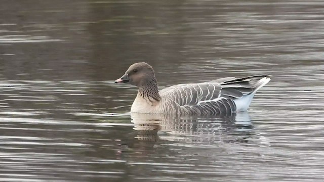 Pink-footed Goose - ML515047601