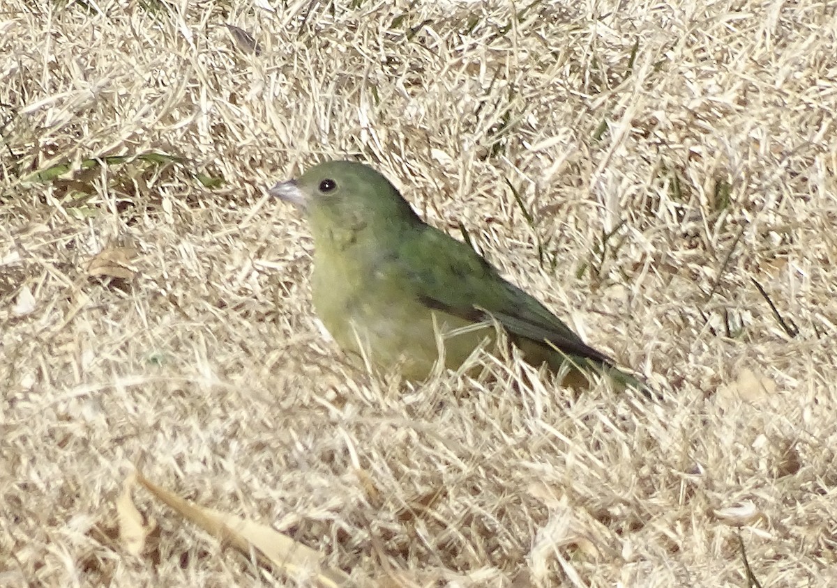 Painted Bunting - ML515048361