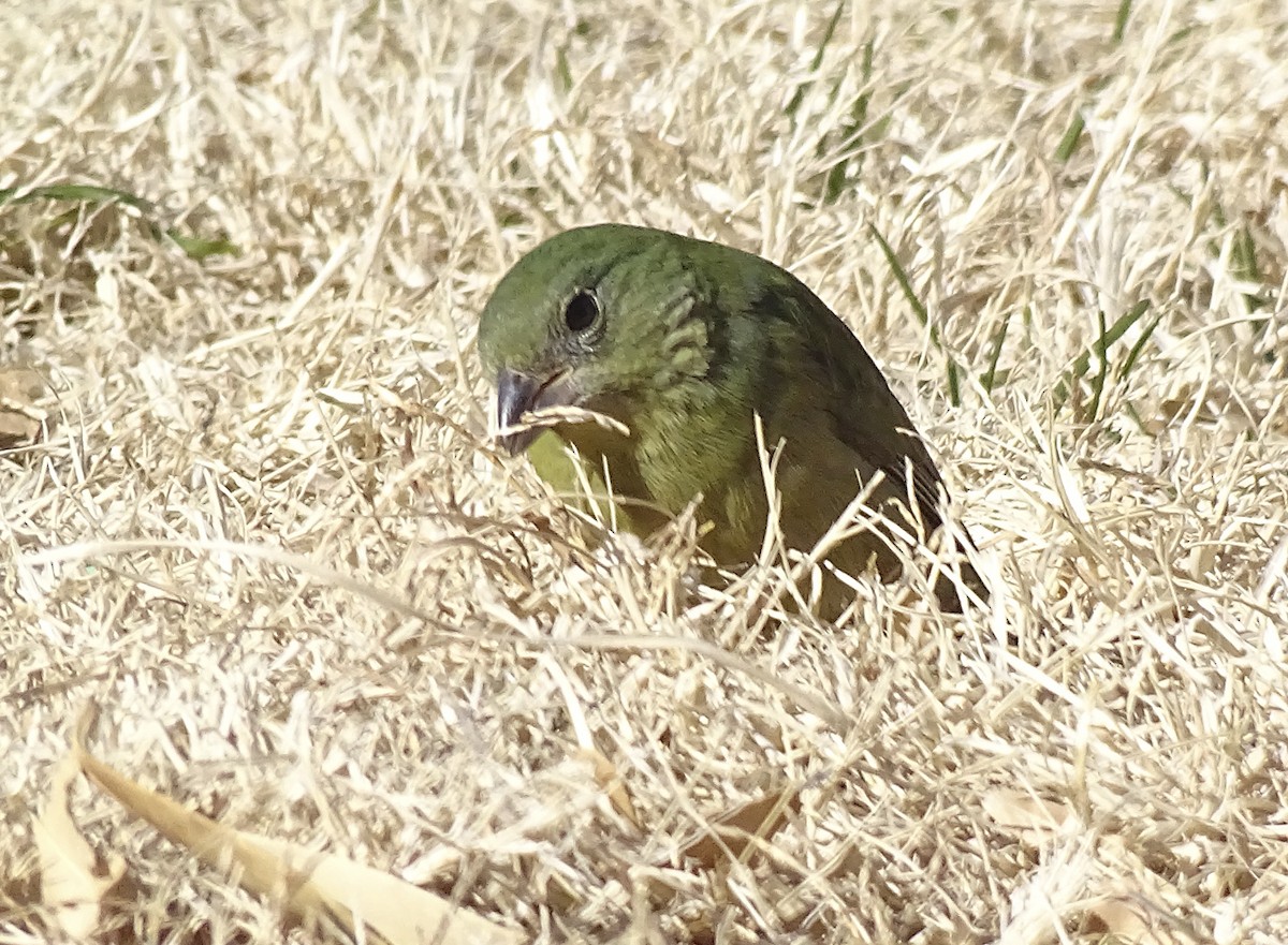 Painted Bunting - ML515048381
