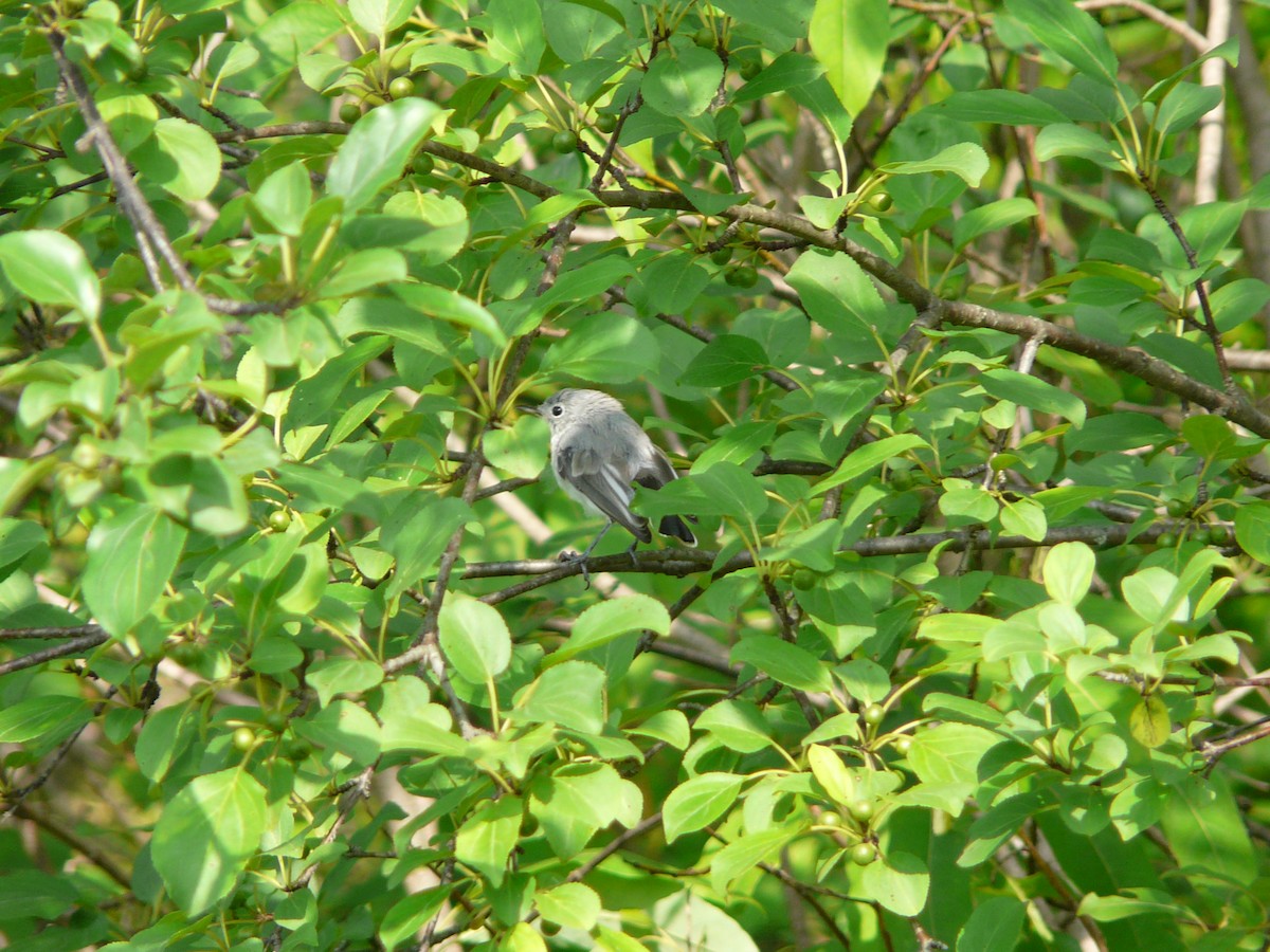 Blue-gray Gnatcatcher (caerulea) - Bill Crins