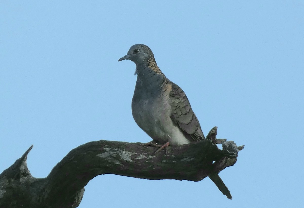 Bar-shouldered Dove - Ian Starling