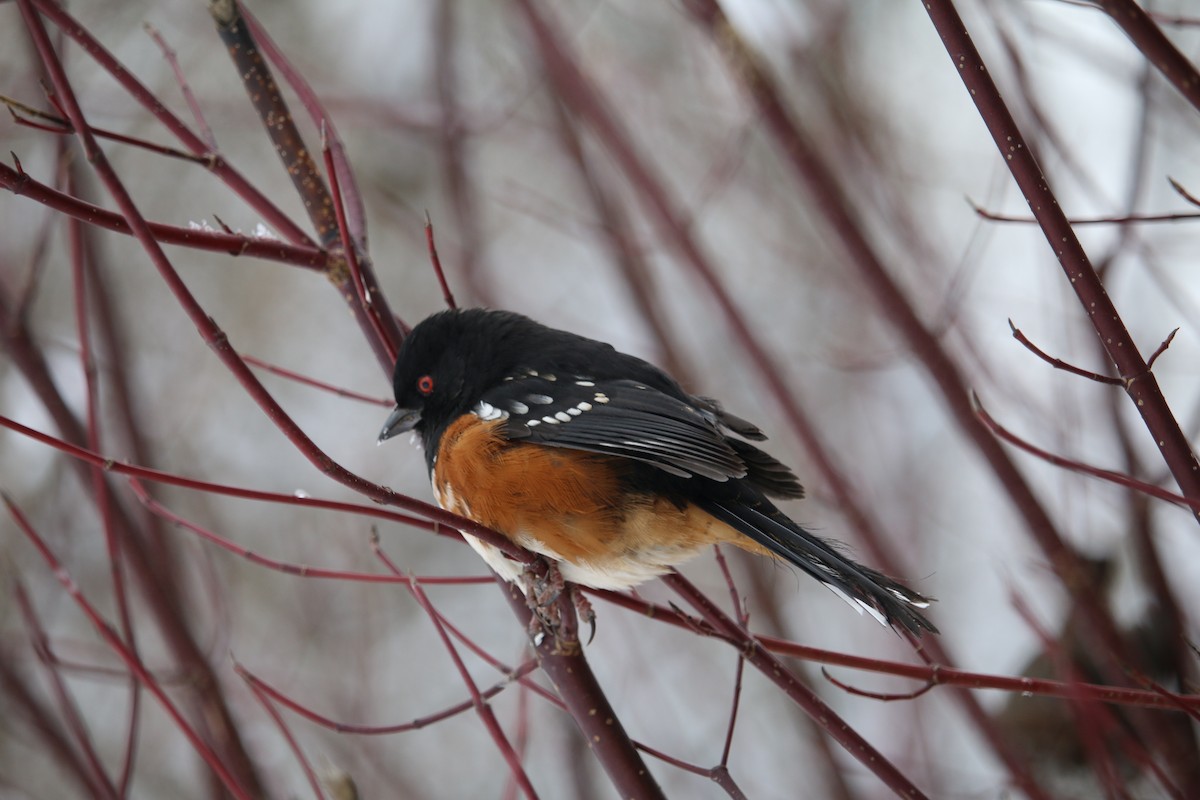 Spotted Towhee - ML515050731