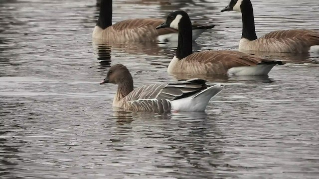 Pink-footed Goose - ML515050931