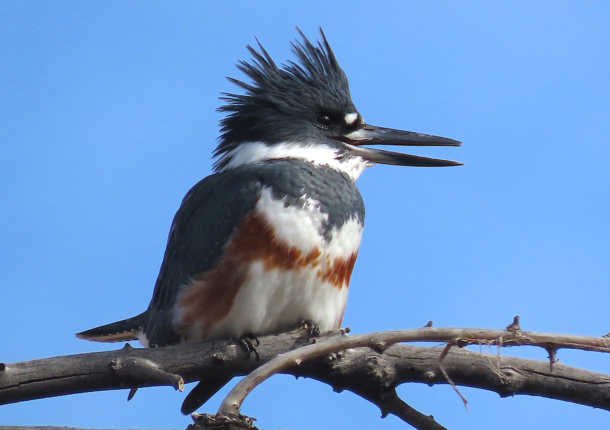 Belted Kingfisher - ML515052491