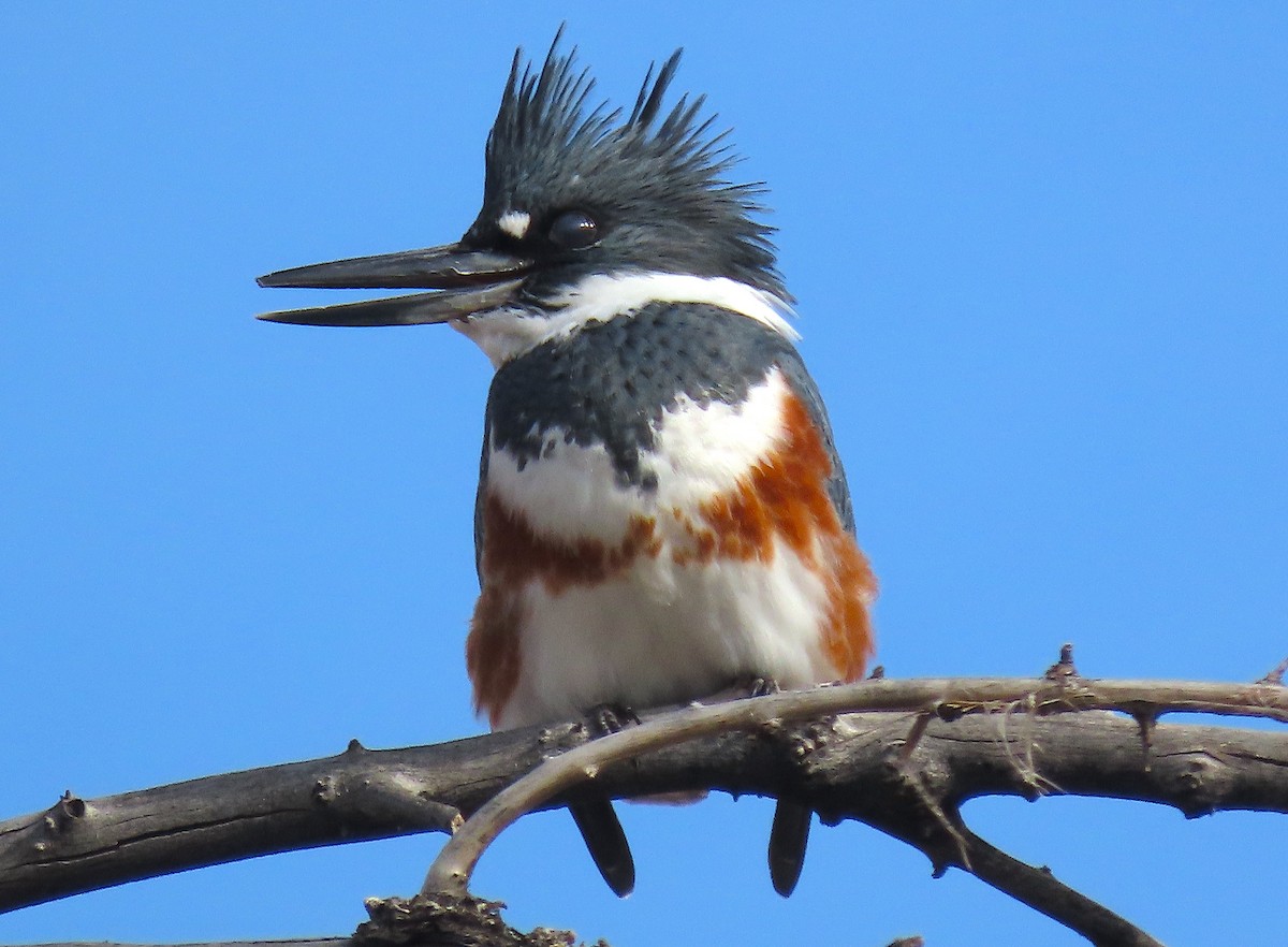 Belted Kingfisher - ML515052601