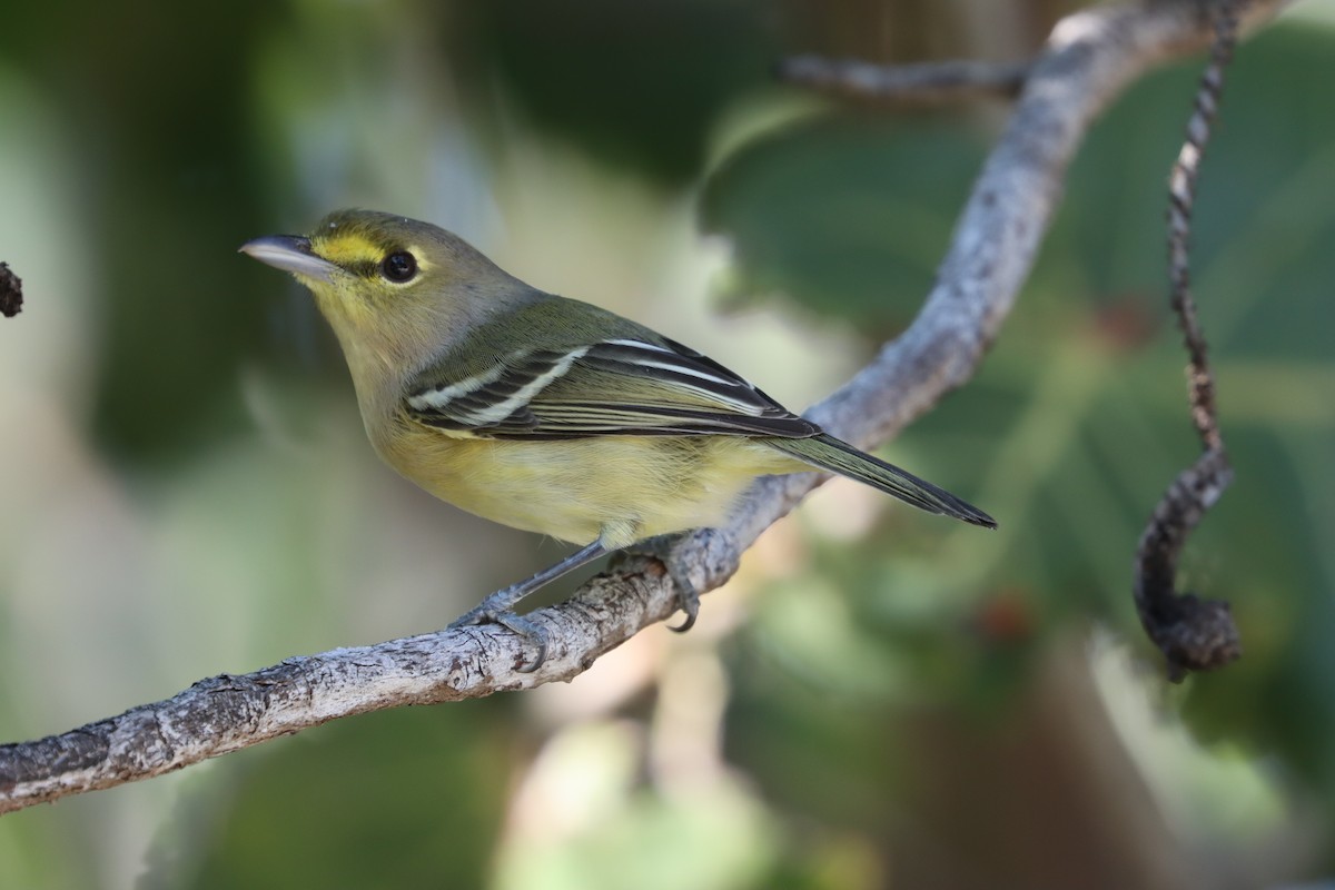Thick-billed Vireo - ML515052711