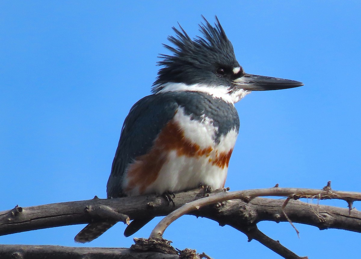 Belted Kingfisher - ML515053571