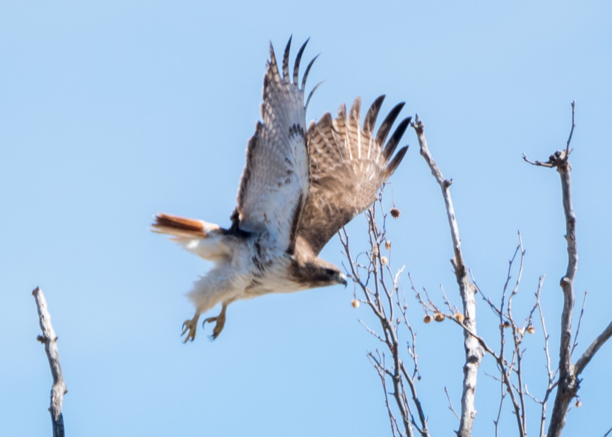 Red-tailed Hawk - Charlie Bruggemann
