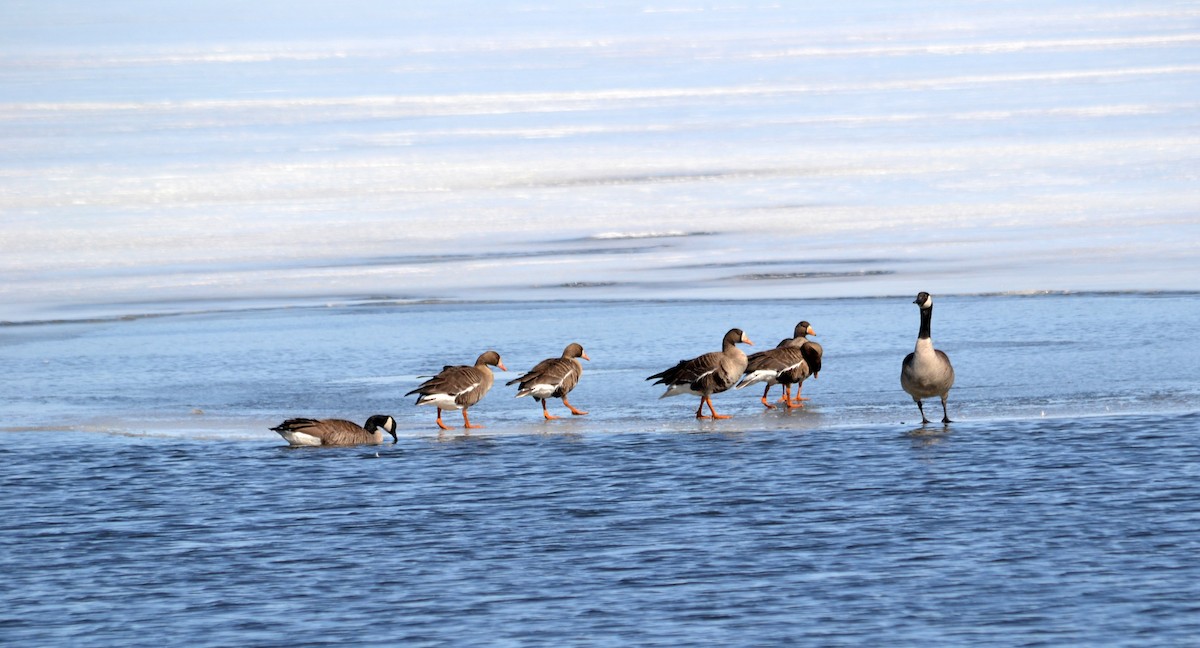 Greater White-fronted Goose - ML51505541