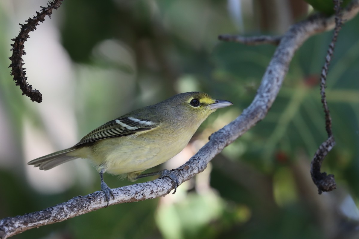 Thick-billed Vireo - ML515056541