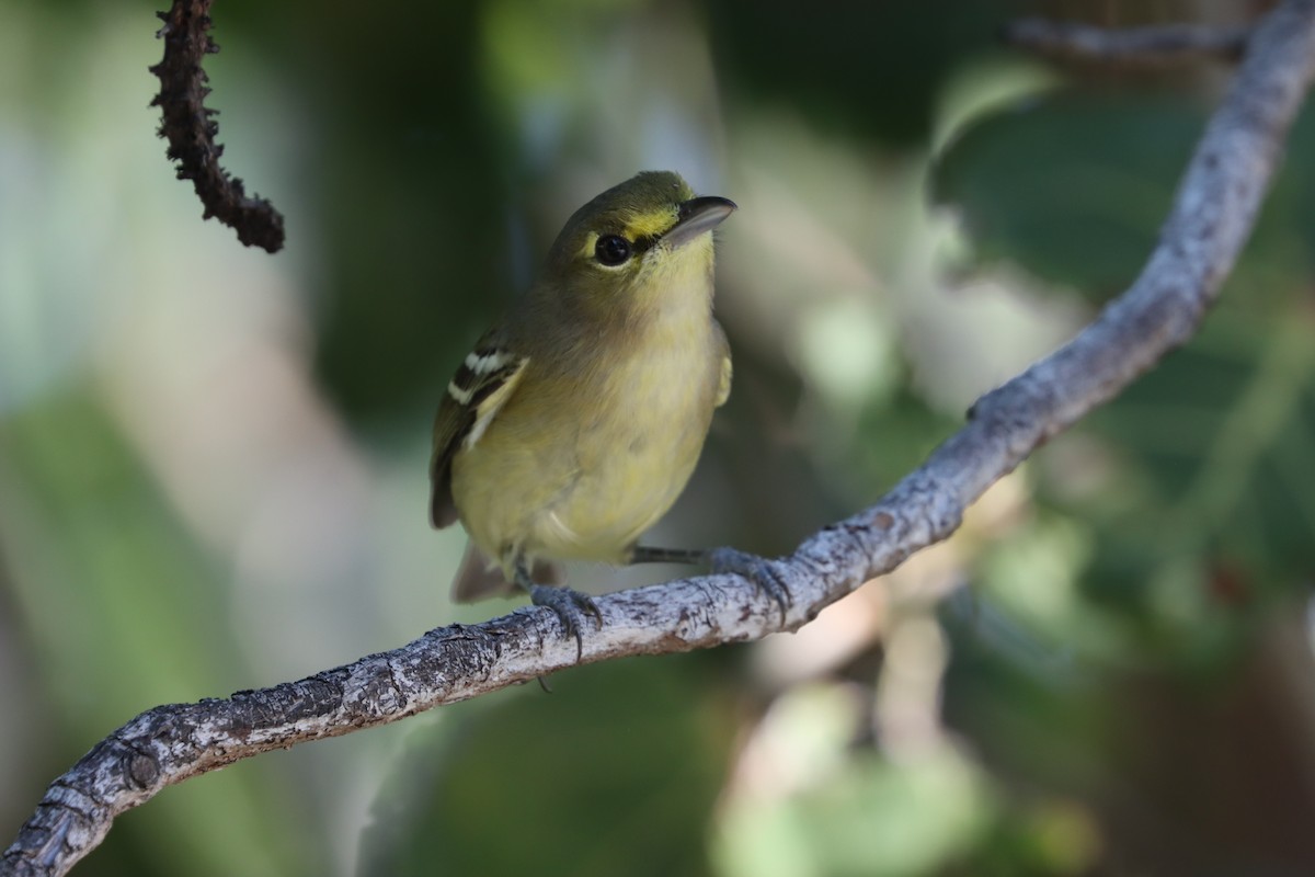 Thick-billed Vireo - ML515057821