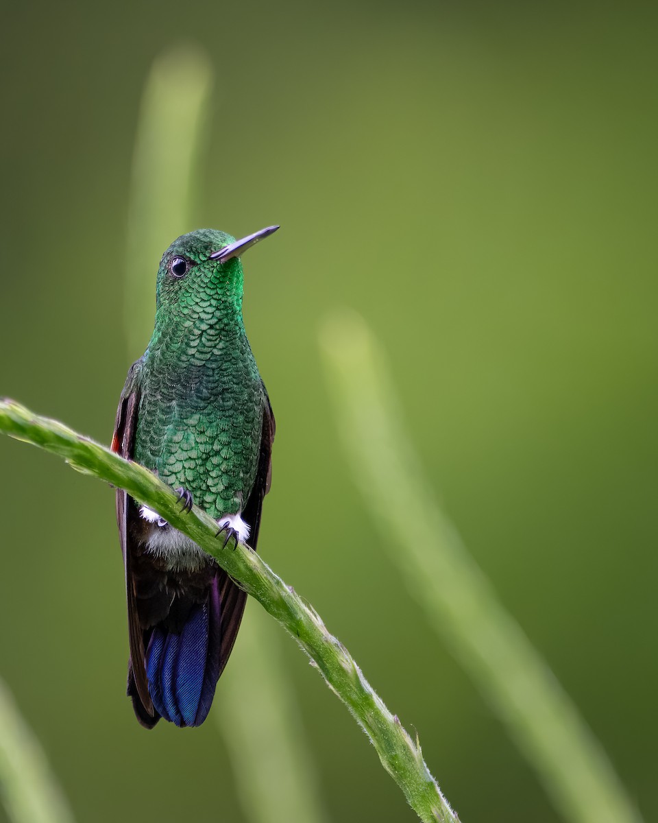 Blue-tailed Hummingbird - ML515058091