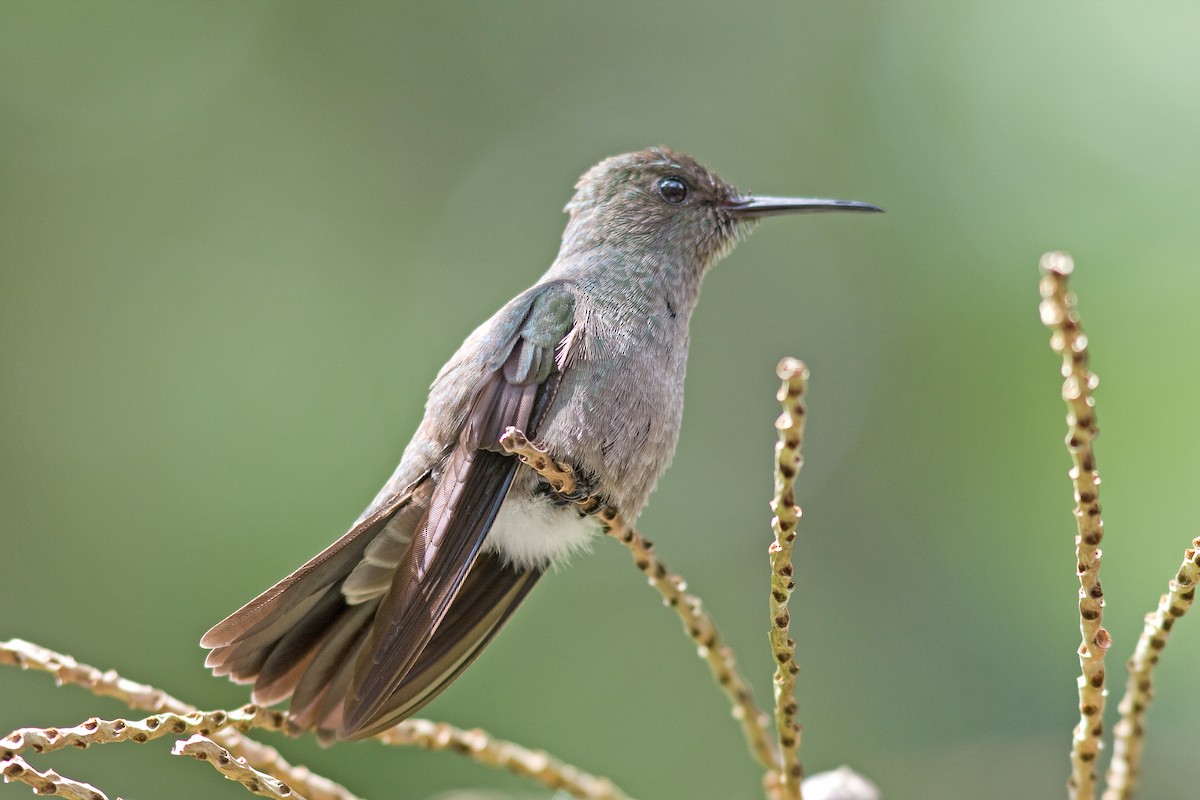 Sombre Hummingbird - ML51506031