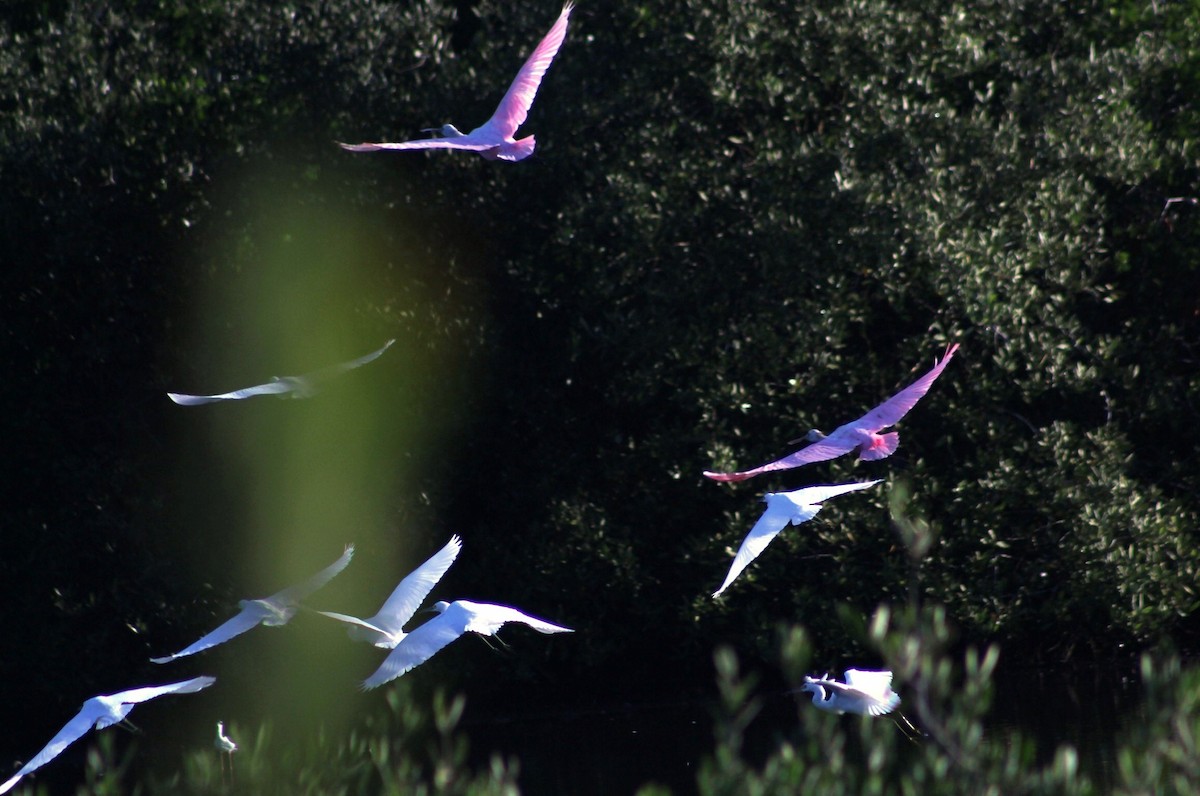 Roseate Spoonbill - juventino chavez