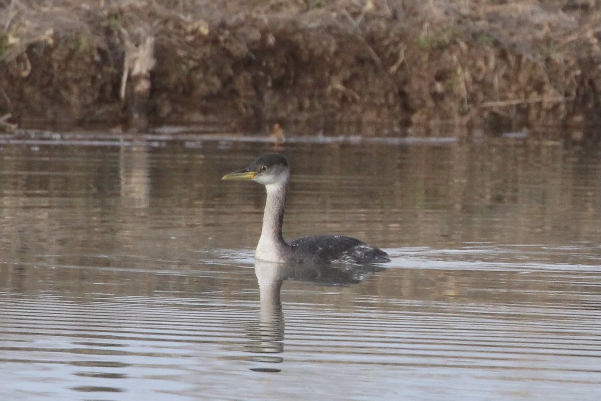Red-necked Grebe - ML515061331