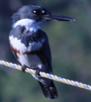 Belted Kingfisher - ML515061381