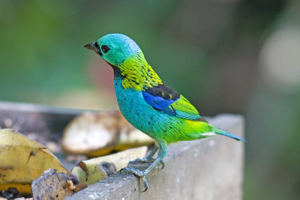 Green-headed Tanager - ML51506221