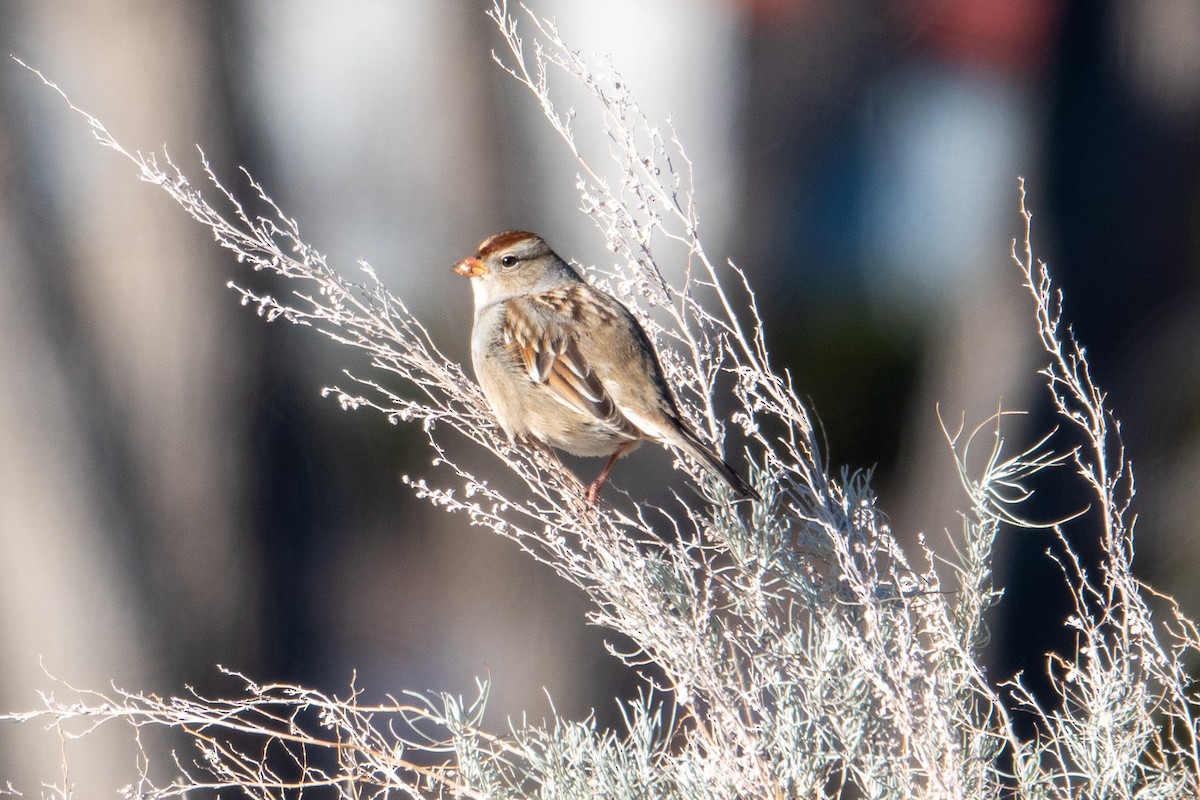 White-crowned Sparrow - ML515063351