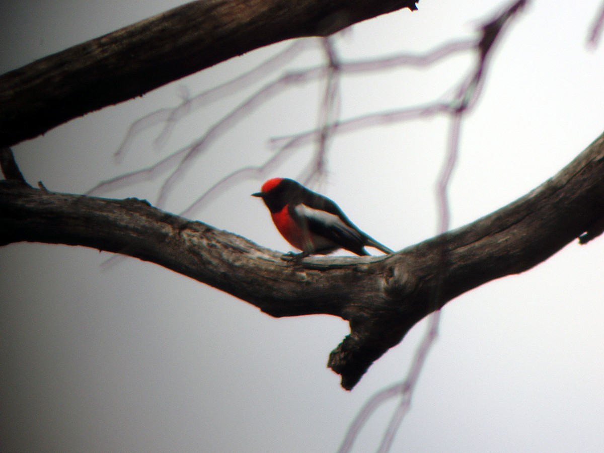 Red-capped Robin - ML515063991