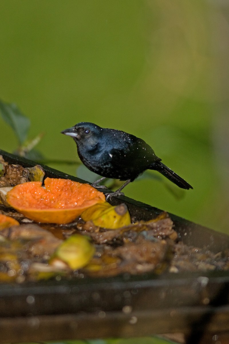 Ruby-crowned Tanager - ML51506621