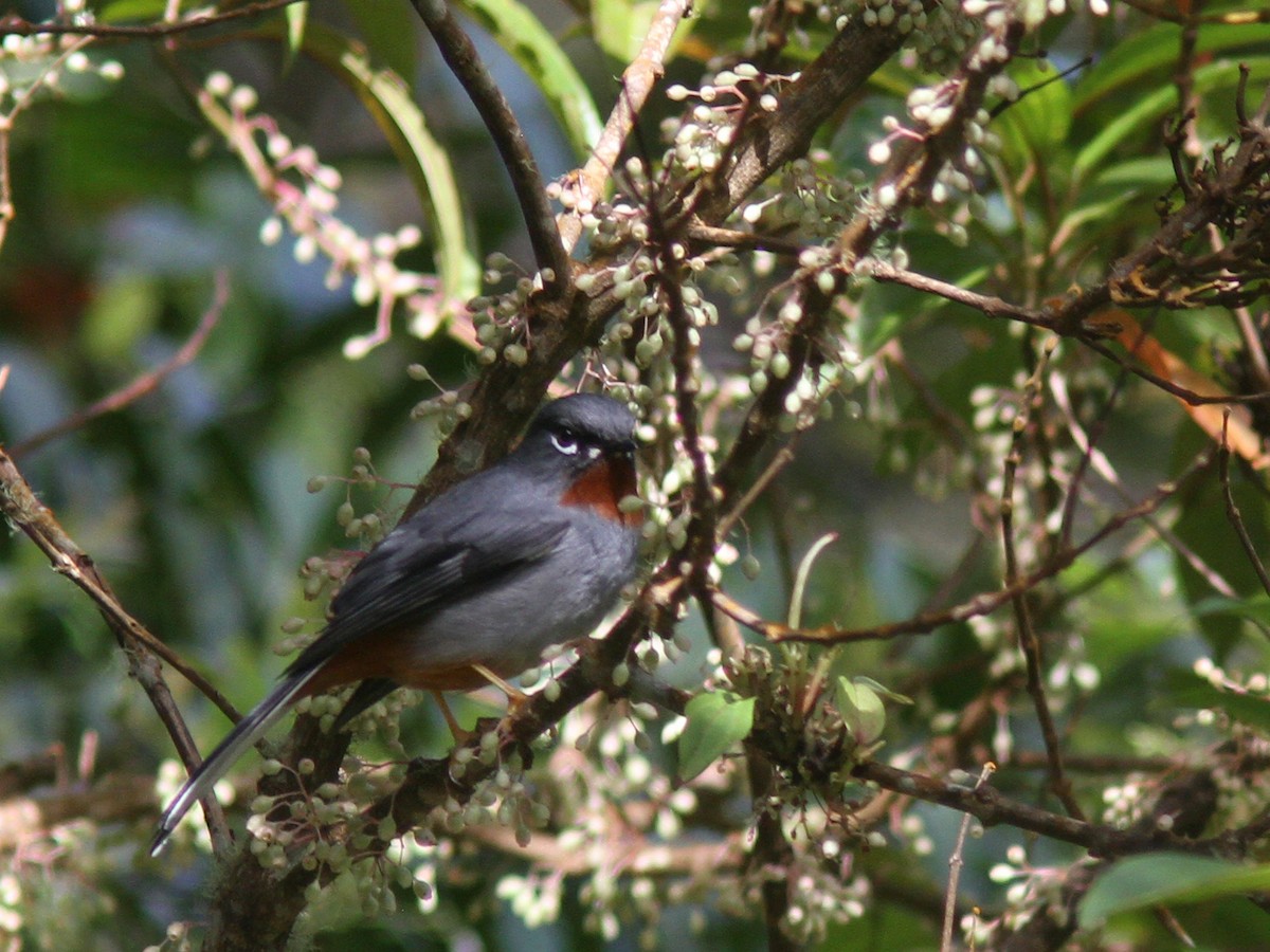 Rufous-throated Solitaire - Larry Therrien