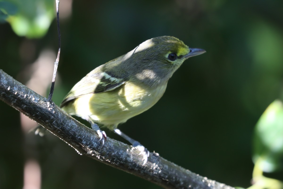 Thick-billed Vireo - ML515067601