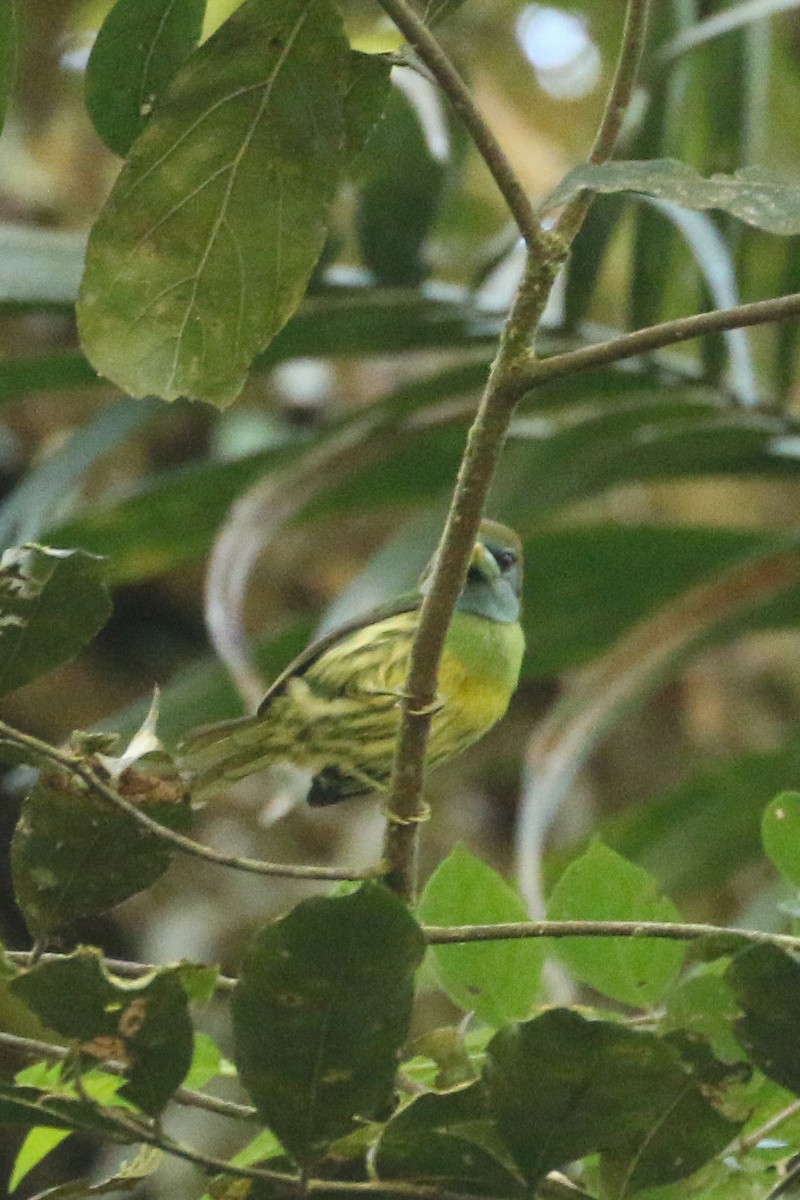 Versicolored Barbet (Blue-moustached) - ML515068401
