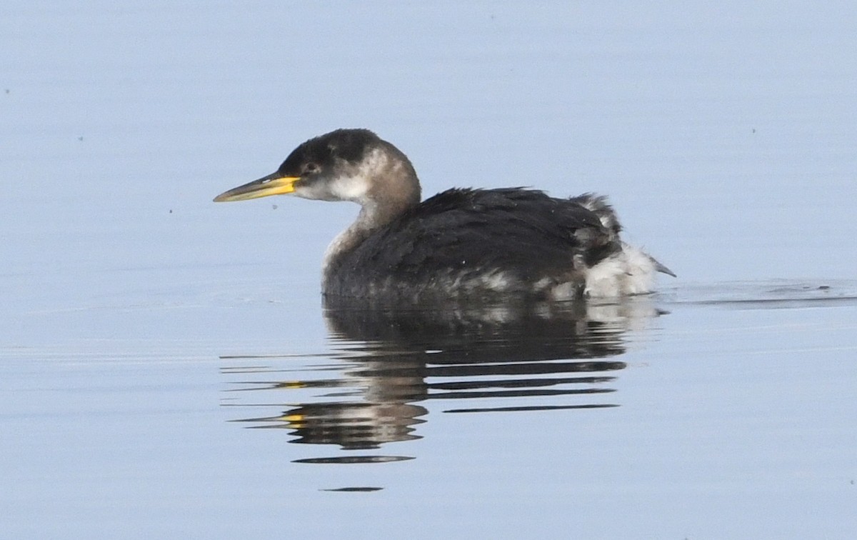 Red-necked Grebe - ML515069731