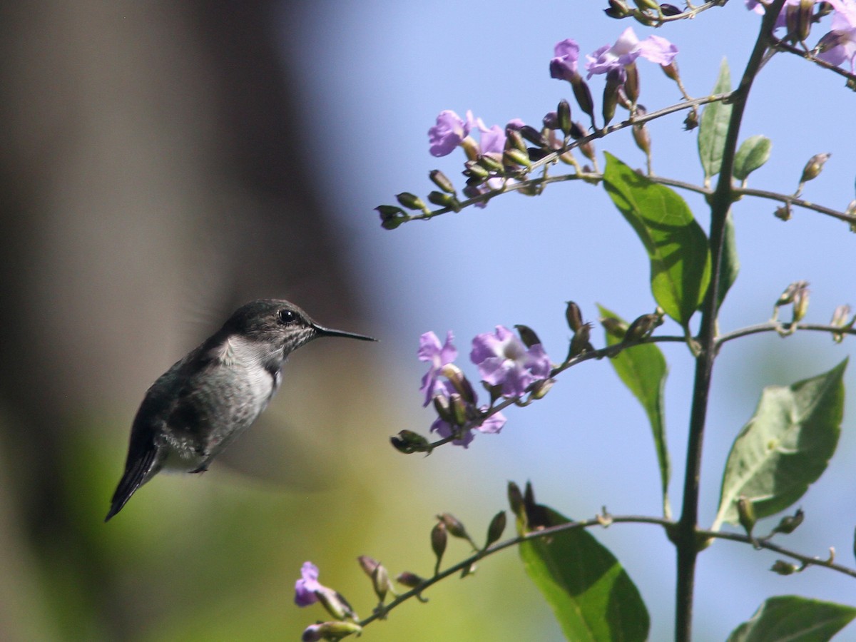Vervain Hummingbird - Larry Therrien