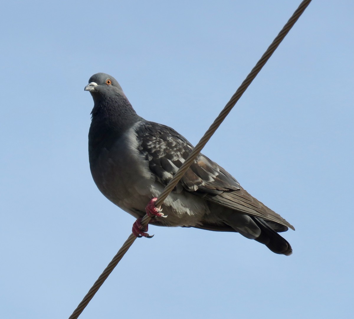 Rock Pigeon (Feral Pigeon) - ML515073901