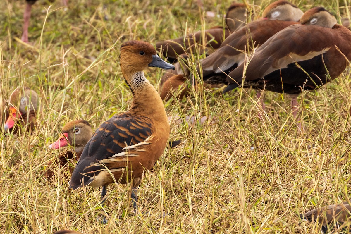 Fulvous Whistling-Duck - ML515075091