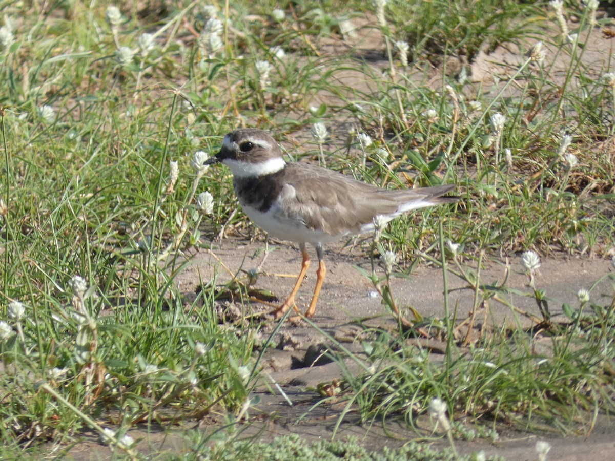Common Ringed Plover - ML515081341