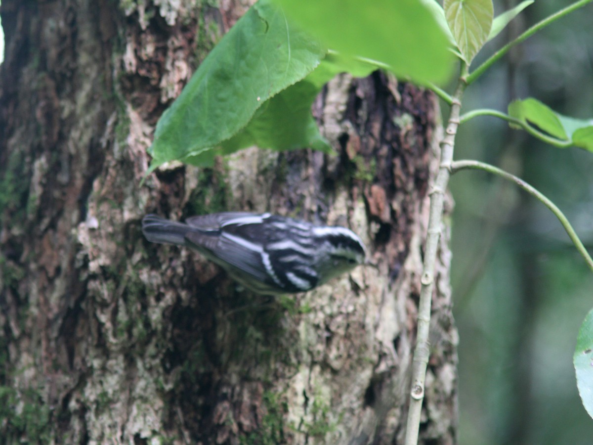 Black-and-white Warbler - ML51508181