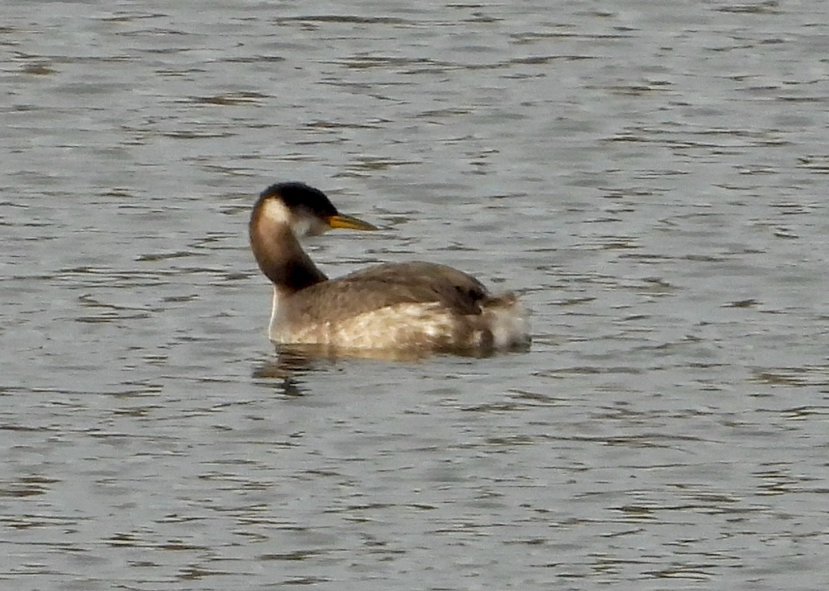 Red-necked Grebe - ML515084351