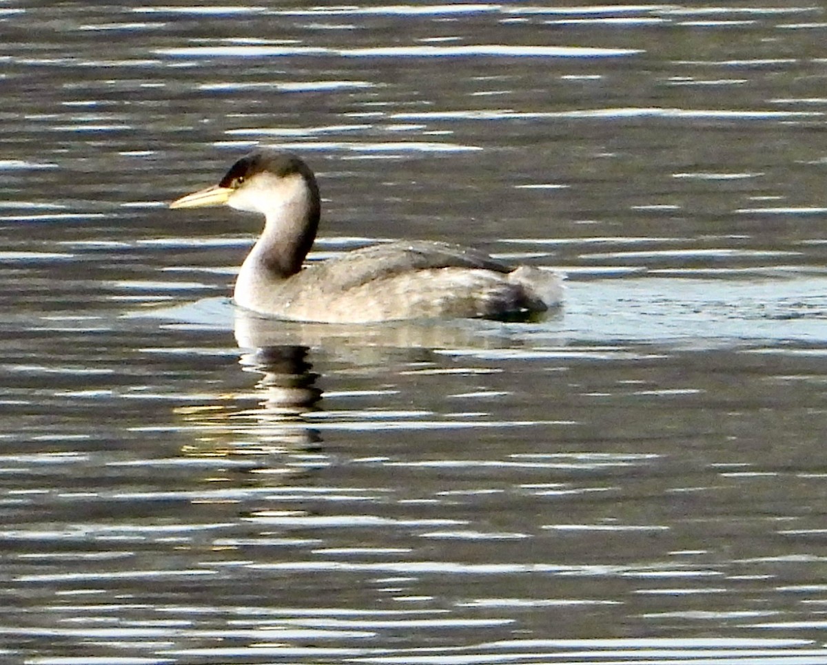 Red-necked Grebe - ML515084361