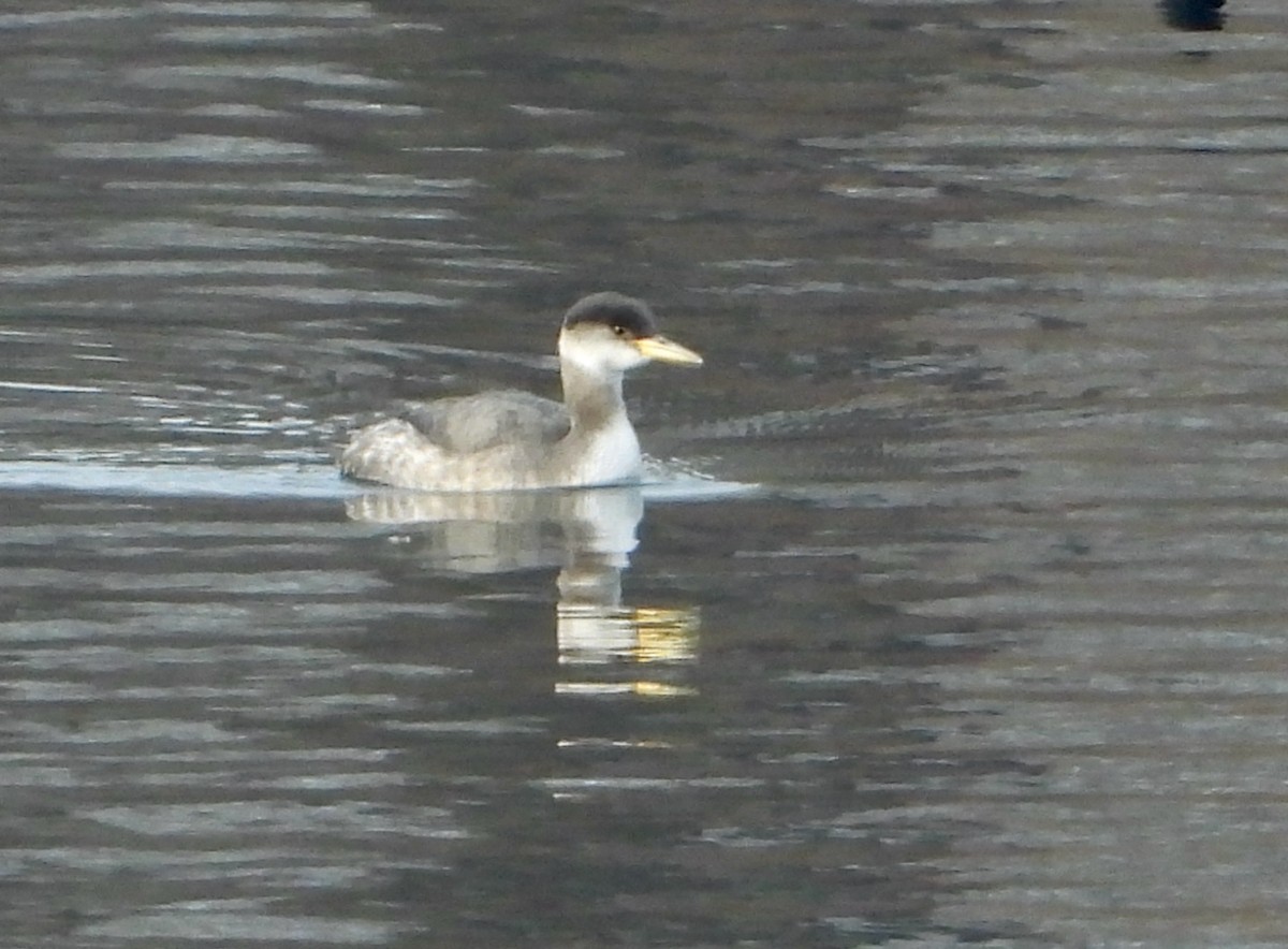 Red-necked Grebe - ML515084371