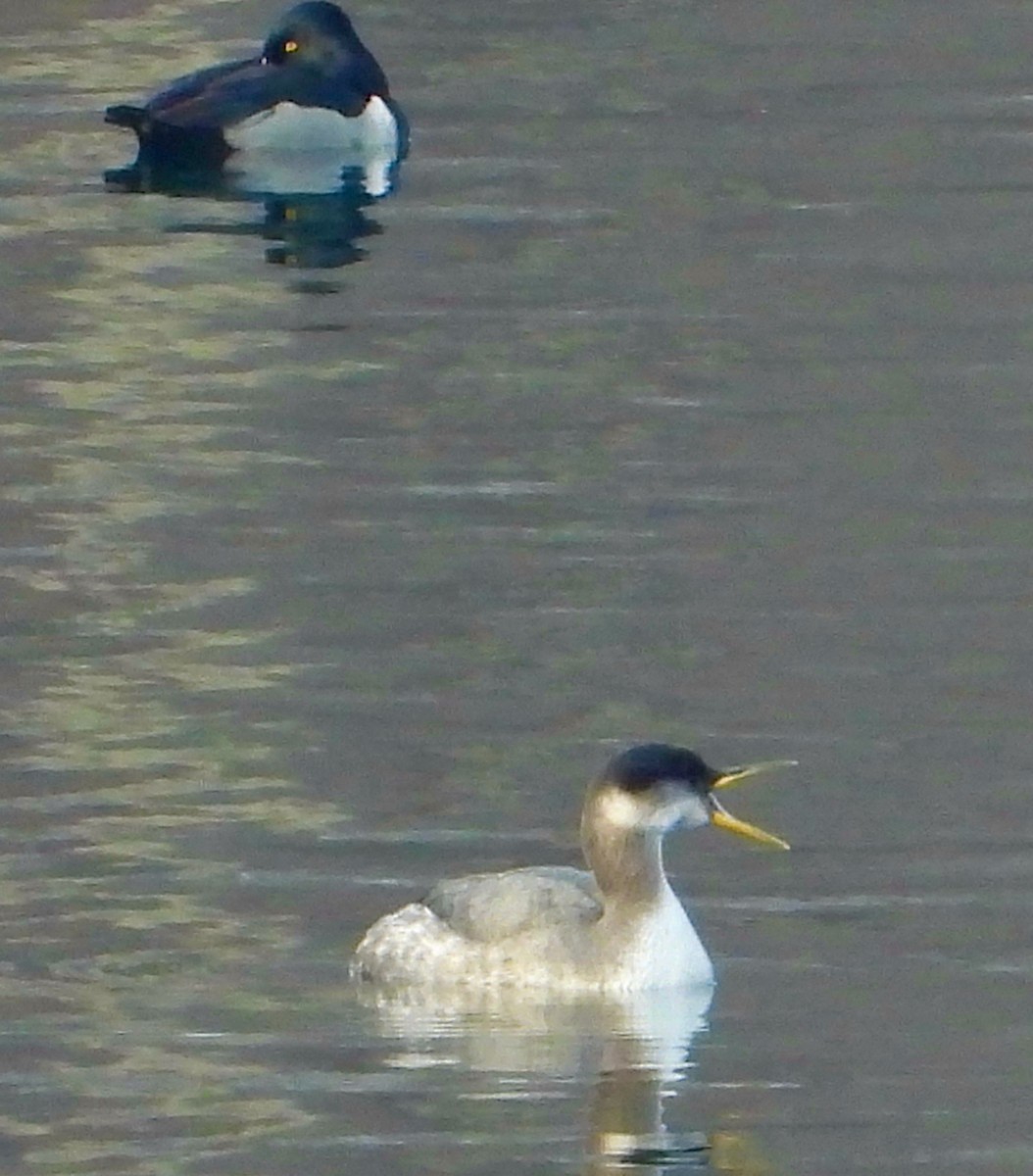 Red-necked Grebe - ML515084381