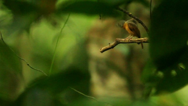 Ruddy-tailed Flycatcher - ML515087