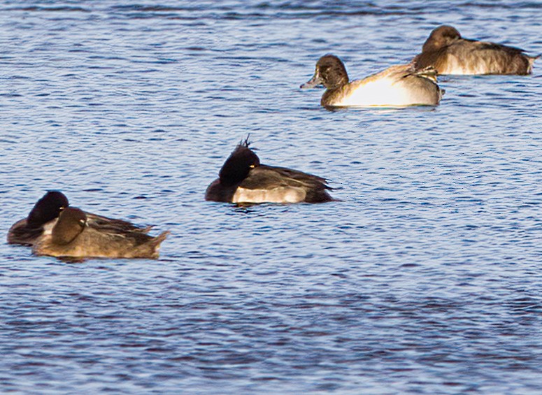 Tufted Duck - ML515091761