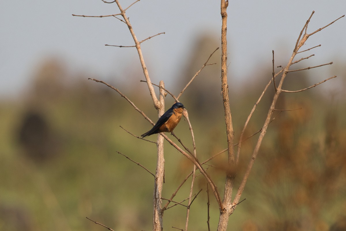 Black-and-rufous Swallow - ML515092681