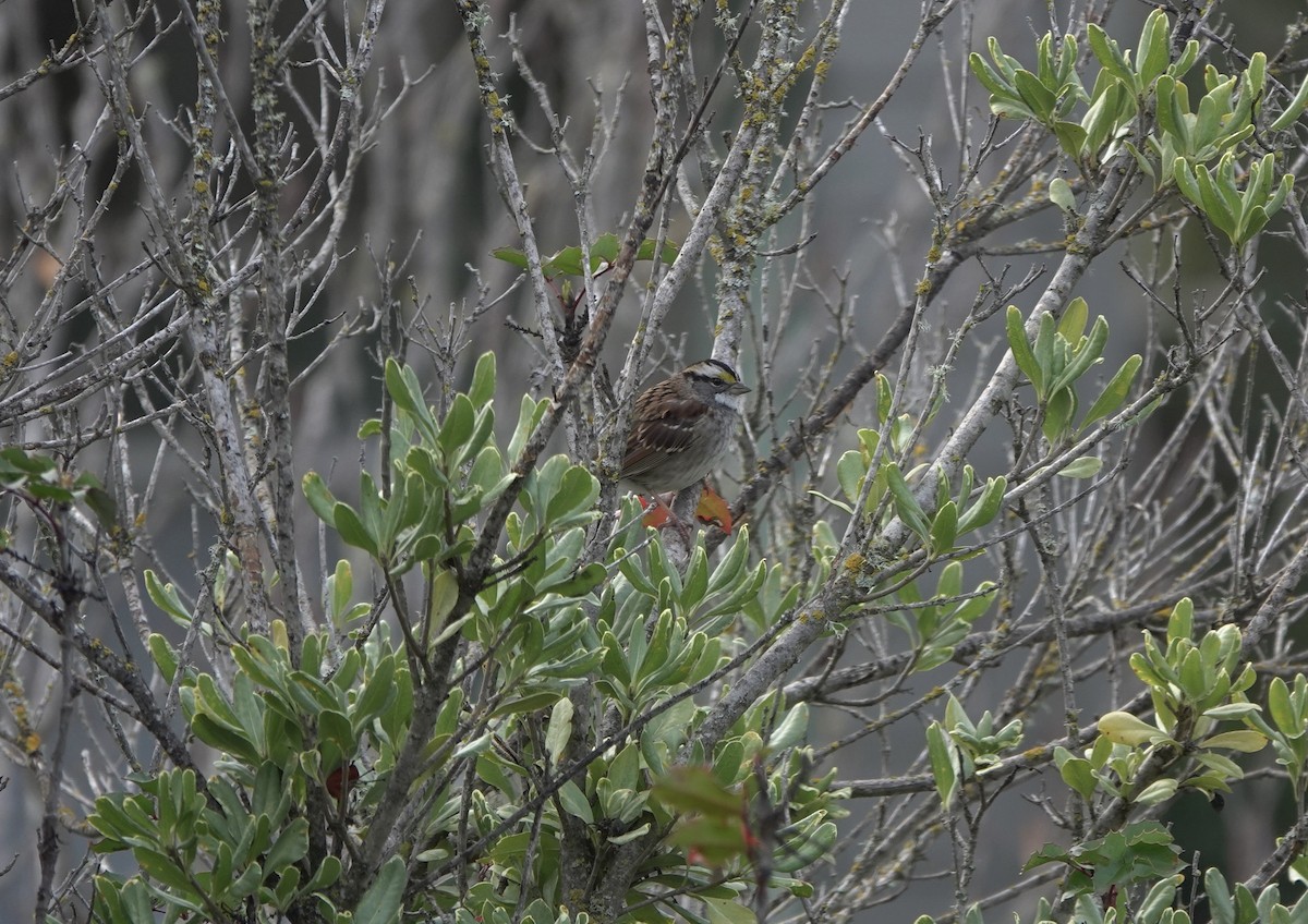 White-throated Sparrow - ML515094331