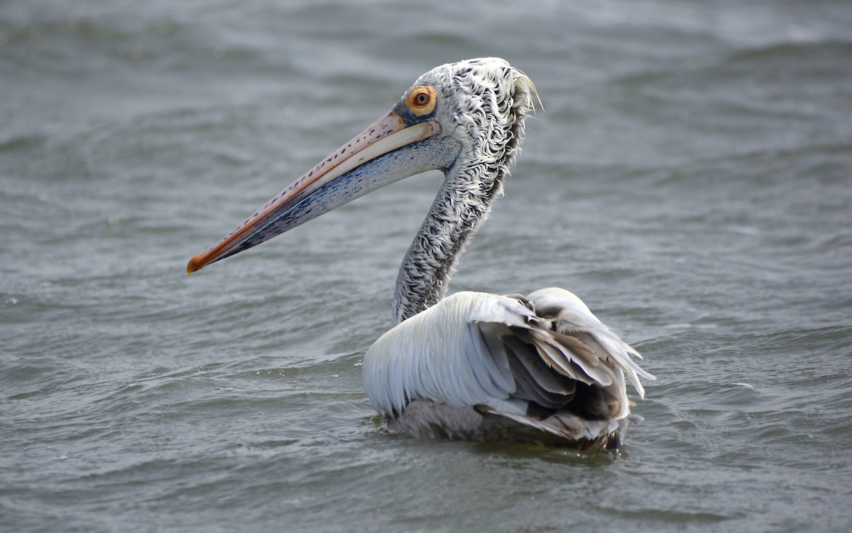 Spot-billed Pelican - ML515097871