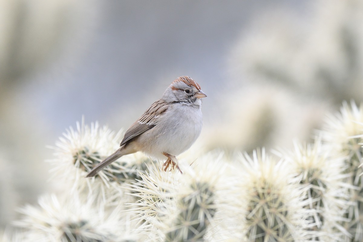Rufous-winged Sparrow - ML515098631