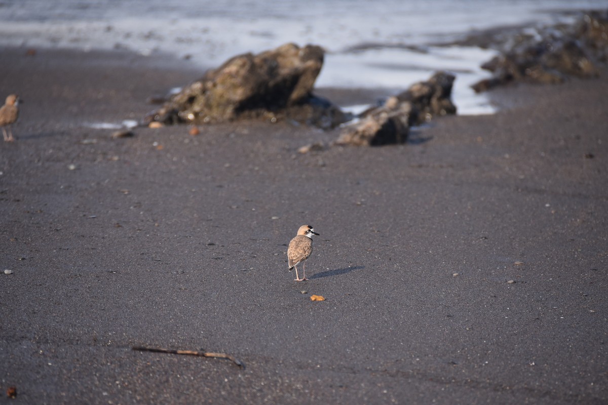 Collared Plover - ML515098831