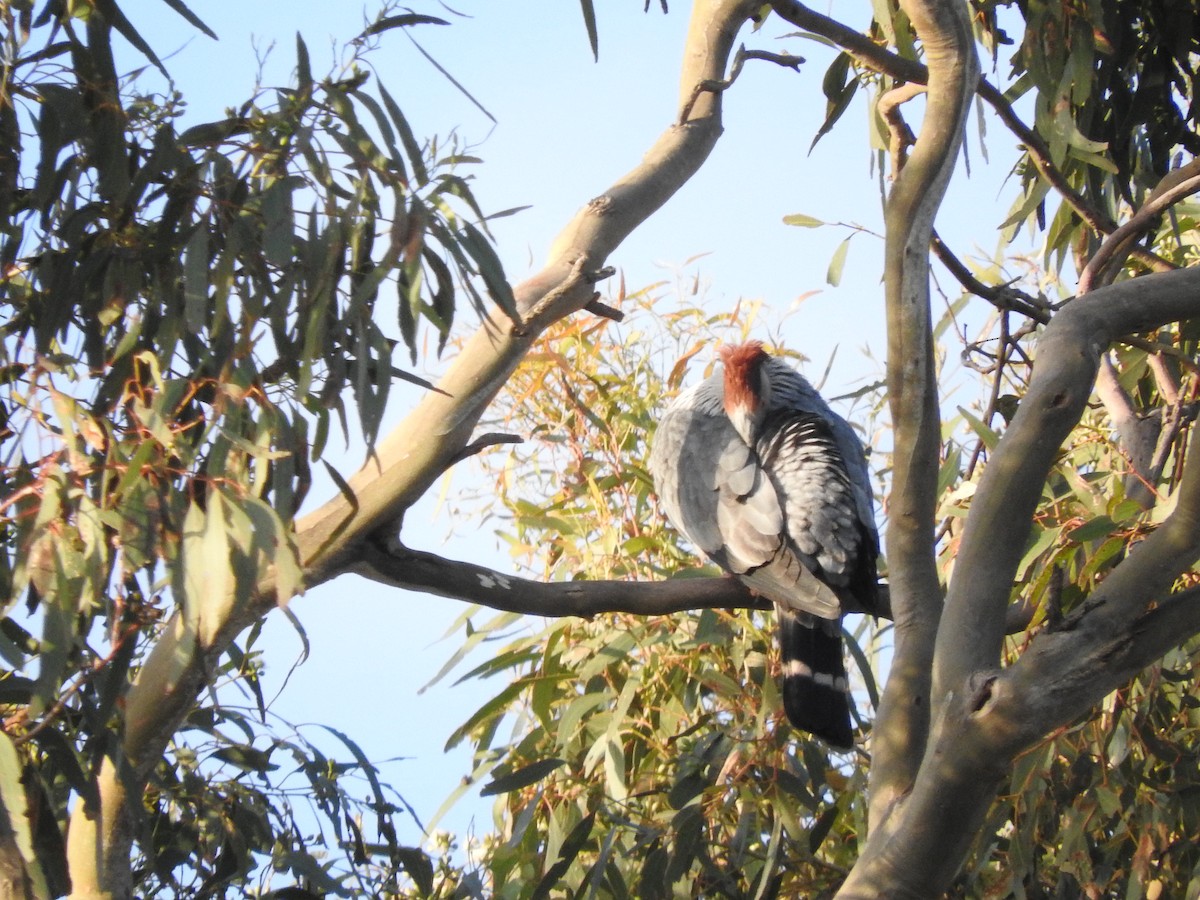 Topknot Pigeon - ML515099201