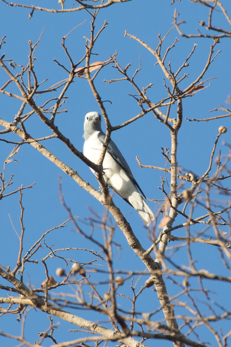 White-breasted Cuckooshrike - ML515099551
