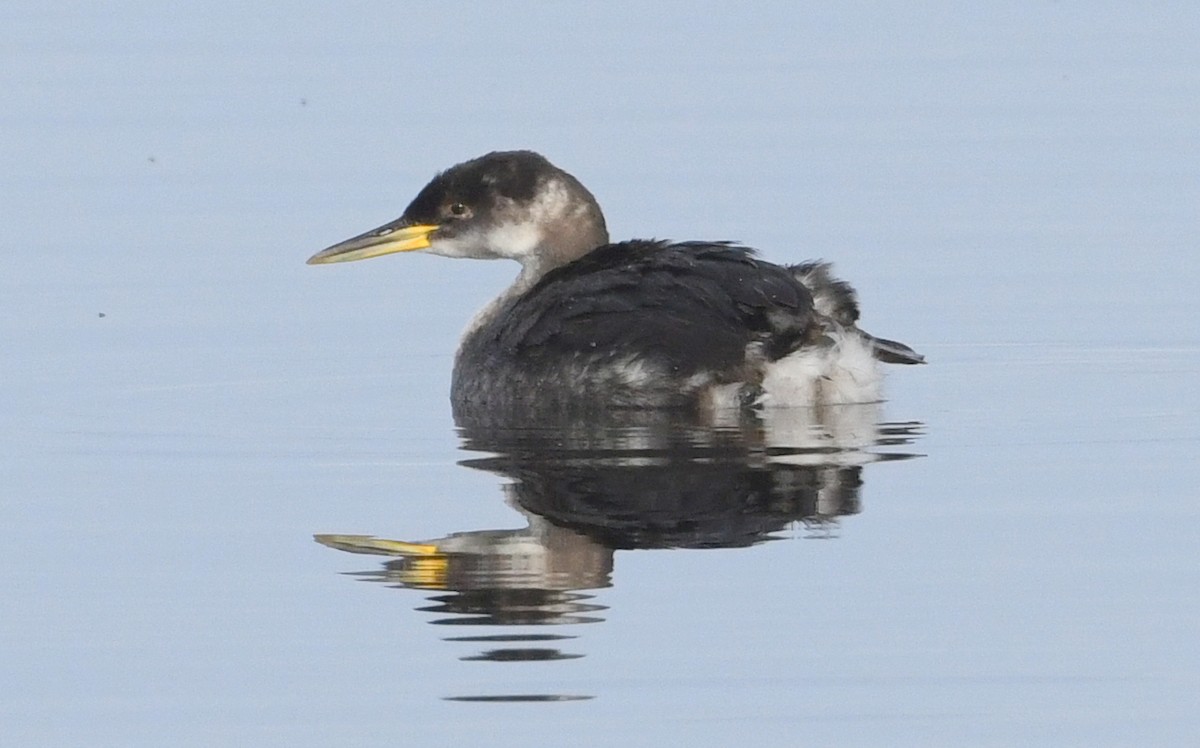 Red-necked Grebe - ML515107931